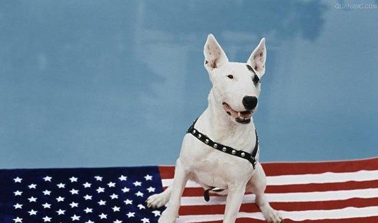 How to train a bull terrier to shake hands