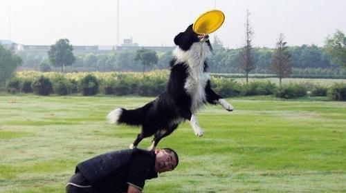 How to train a dog to catch Frisbee