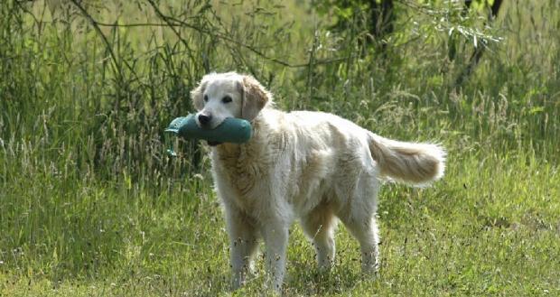 How to train a dog to put down the food in his mouth