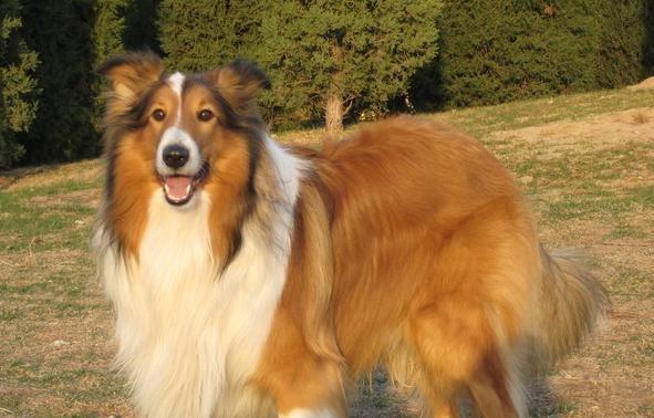 How to train a Scottish shepherd dog to walk with its owner?