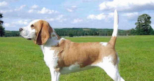 How to Train Beagle Dogs to Watch Housekeeping