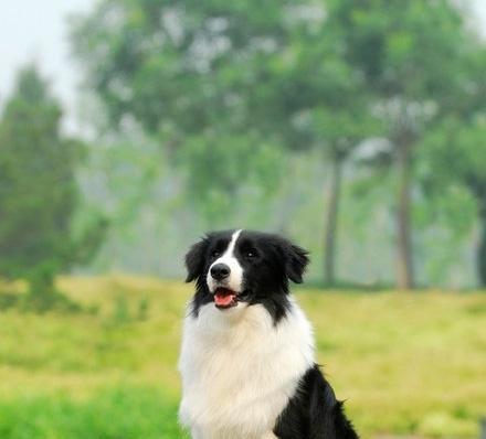 How to train border collies to have good eating habits?