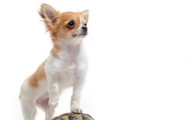 How to Train Dogs from Their Spontaneous Behavior