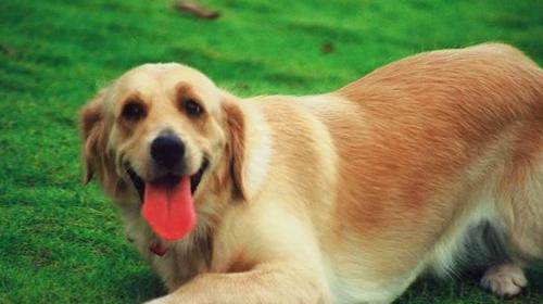 How to train dogs to crawl.