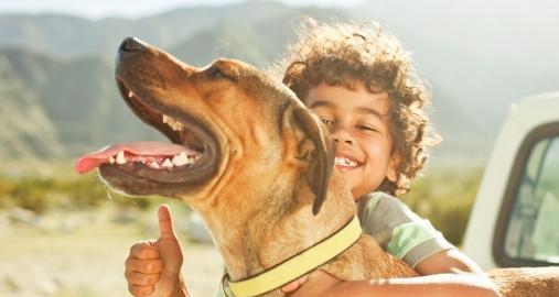 How to train dogs to greet guests politely