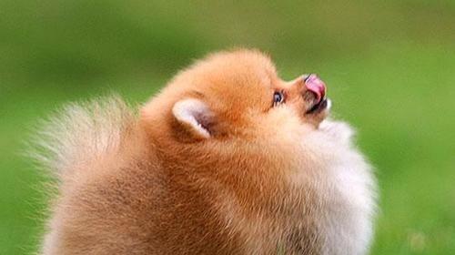 How to Train Pomeranian Dogs