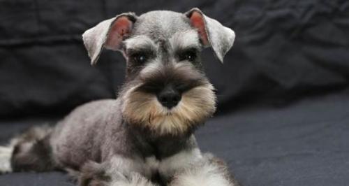 How to train Schnauzer's courage