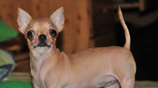 How to train the basic movements of Chihuahua?