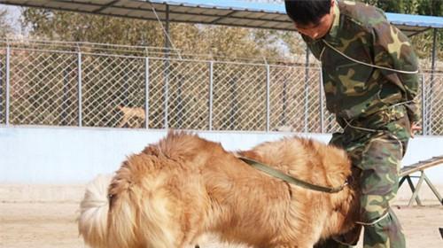 How to train Tibetan Mastiff?