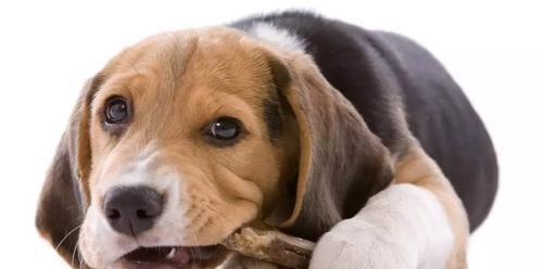 How to treat dog gastritis? Dog gastroenteritis symptoms