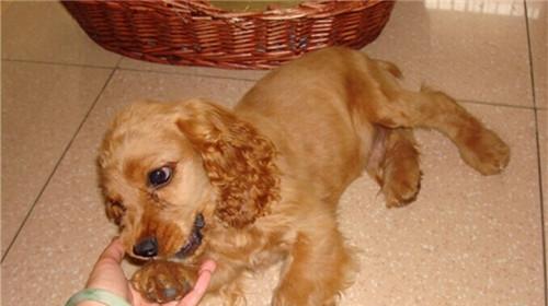 How to treat postpartum hypocalcemia in cocker spaniel?