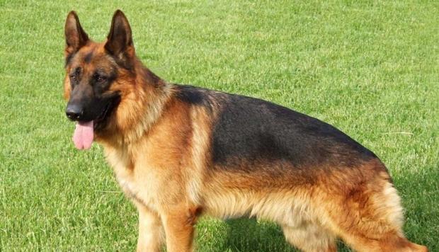 How to treat skin diseases of German shepherd dogs?