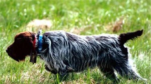 Instruct the feeding points of Griffon Bristles.