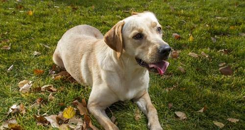 Introduce the characteristics of Labrador's head