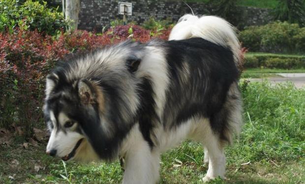 Introduction of Alaskan dog breeds