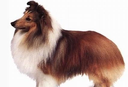 Introduction of the shetland sheepdog