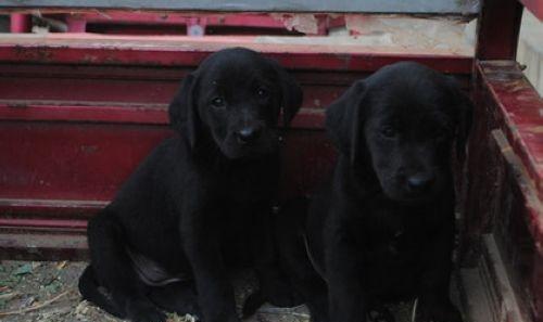 Introduction to common sense of feeding Labrador