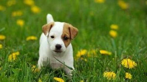 Introduction to Jack Russell Terrier