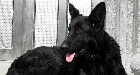 Is Belgian Shepherd Dog Smart? IQ Ranking of Belgian Shepherd Dogs