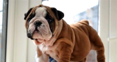 Is bulldog easy to raise? Four reasons for not keeping English bulldogs