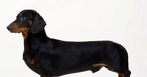 Is dachshund easy to train? Training skills of dachshunds