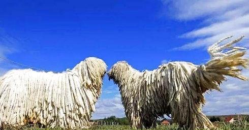 Is it easy to raise in komondor? Feeding method?