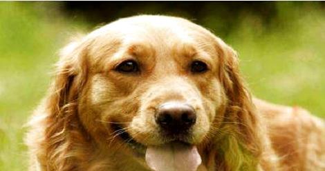 Is it normal for a golden dog to pull soft and smelly stools?