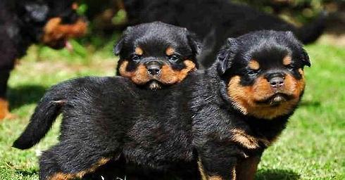Is Rottweiler's character good? Is it easy to raise?