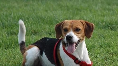 Is the American foxhound easy to train?