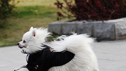 Is the dog treadmill just a gimmick?