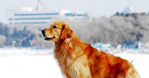 Is the golden dog easy to train? How to train?