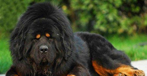 Is Tibetan mastiff easy to raise? How much is one?