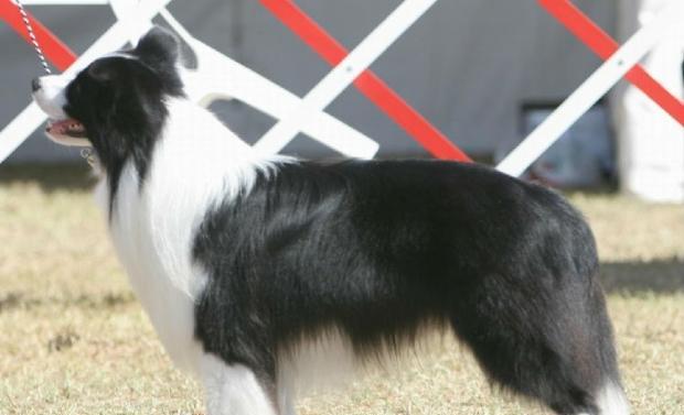 It is a necessary lesson for training border collies.
