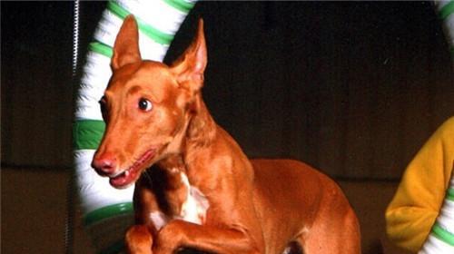 Key points of food selection of Pharaoh hounds