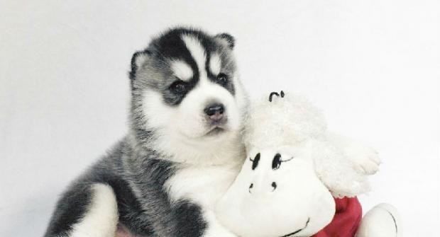 Key points of raising husky puppies