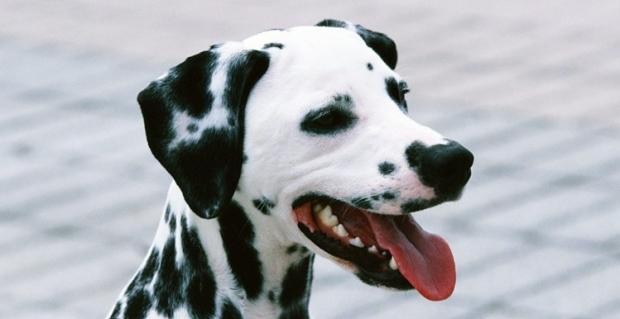 Let Dalmatians get rid of the habit of pouncing on people.