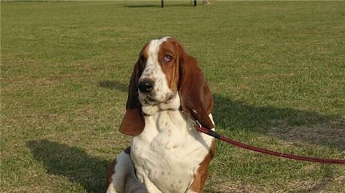 Maintenance knowledge of basset hound