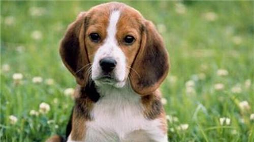 Maintenance knowledge of beagle dogs