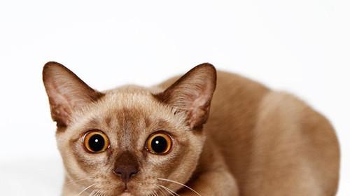 Maintenance knowledge of Burmese cats