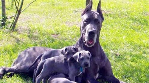 Maintenance knowledge of Dane dogs