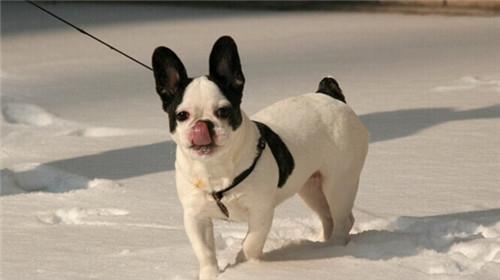 Maintenance knowledge of French bulldogs
