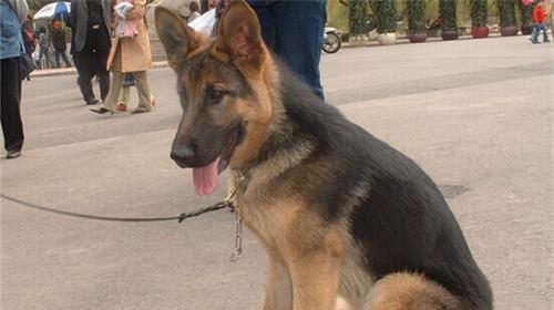 Maintenance knowledge of German shepherd dogs