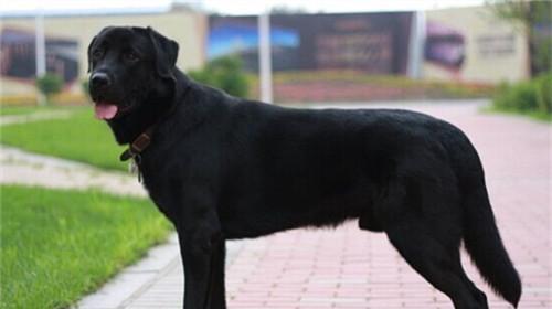 Maintenance knowledge of Labrador retrievers