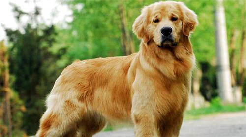 Matters needing attention in feeding golden retriever insect repellent