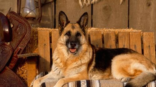 Matters needing attention in German shepherd dog training