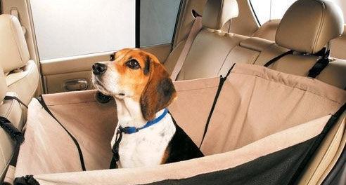 Methods of training dogs not to get carsick