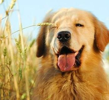 Methods of Training Golden Retriever Dogs to Learn to Stand