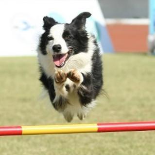 Methods of training pet dogs to learn to jump high