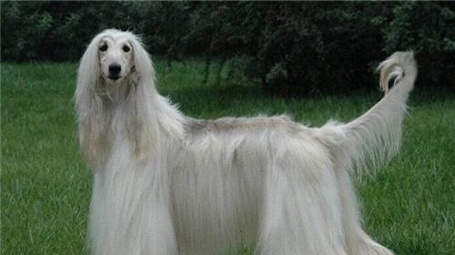 Morphological characteristics of Afghan hounds