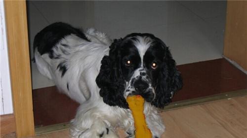 Morphological characteristics of American cocker spaniel